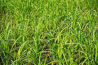 《超级猴子球1&2重制版》TGS2021 主题曲演唱者出演